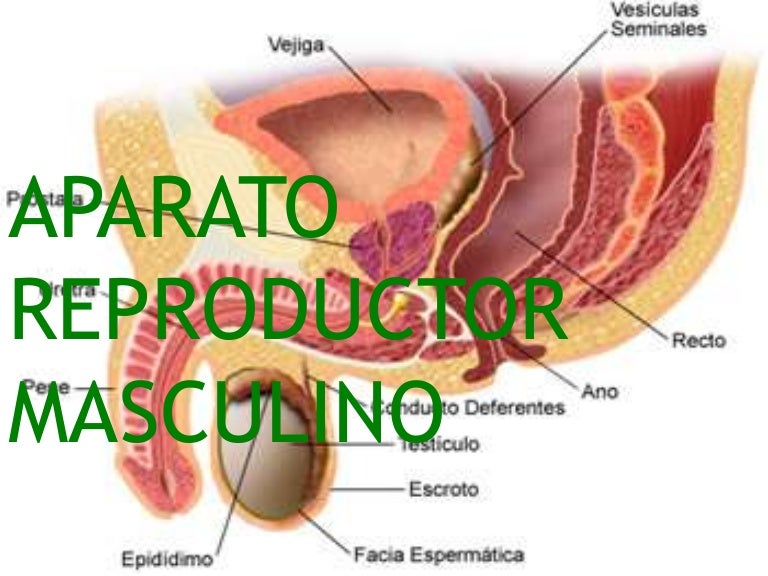 Como esta formado los testiculos